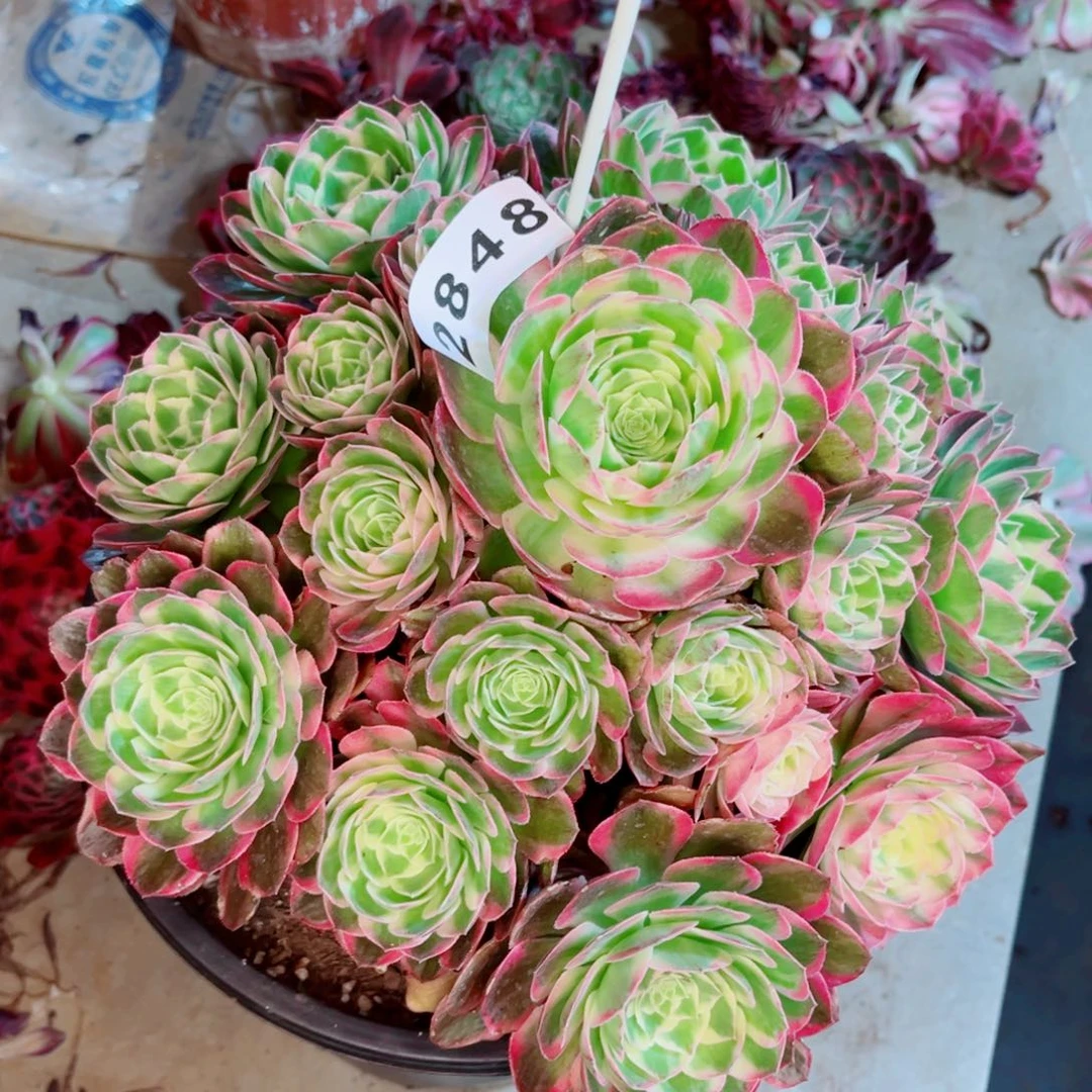 海鲜开播福利多肉