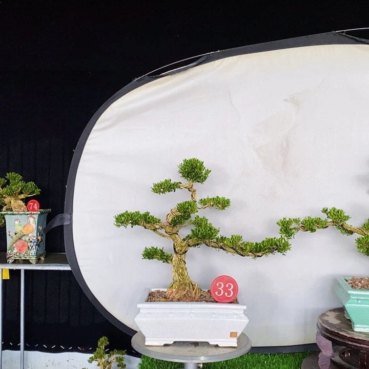 无花朵虚**生广东皱皮