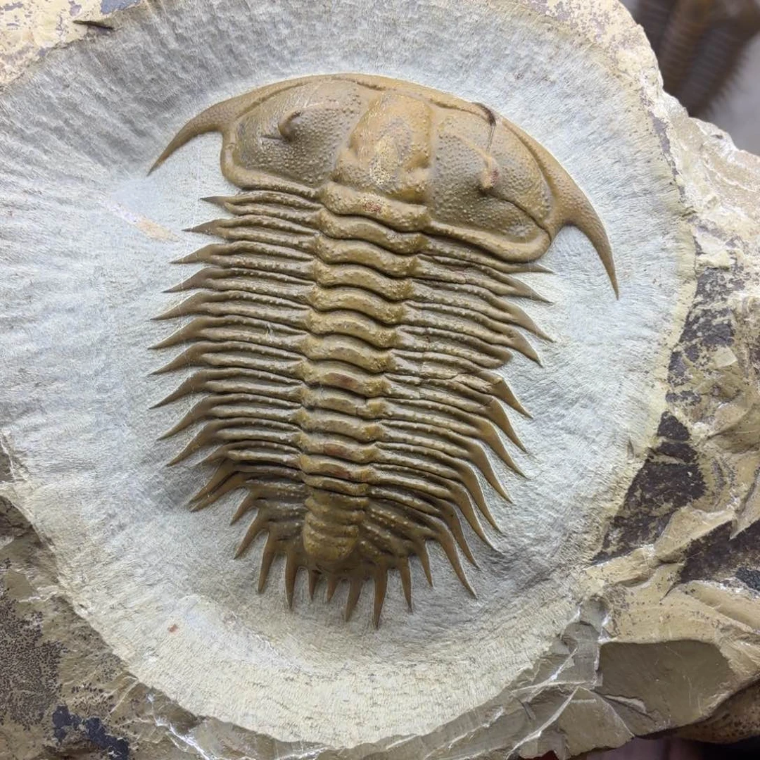 塑料帕氏德氏三叶虫摆件