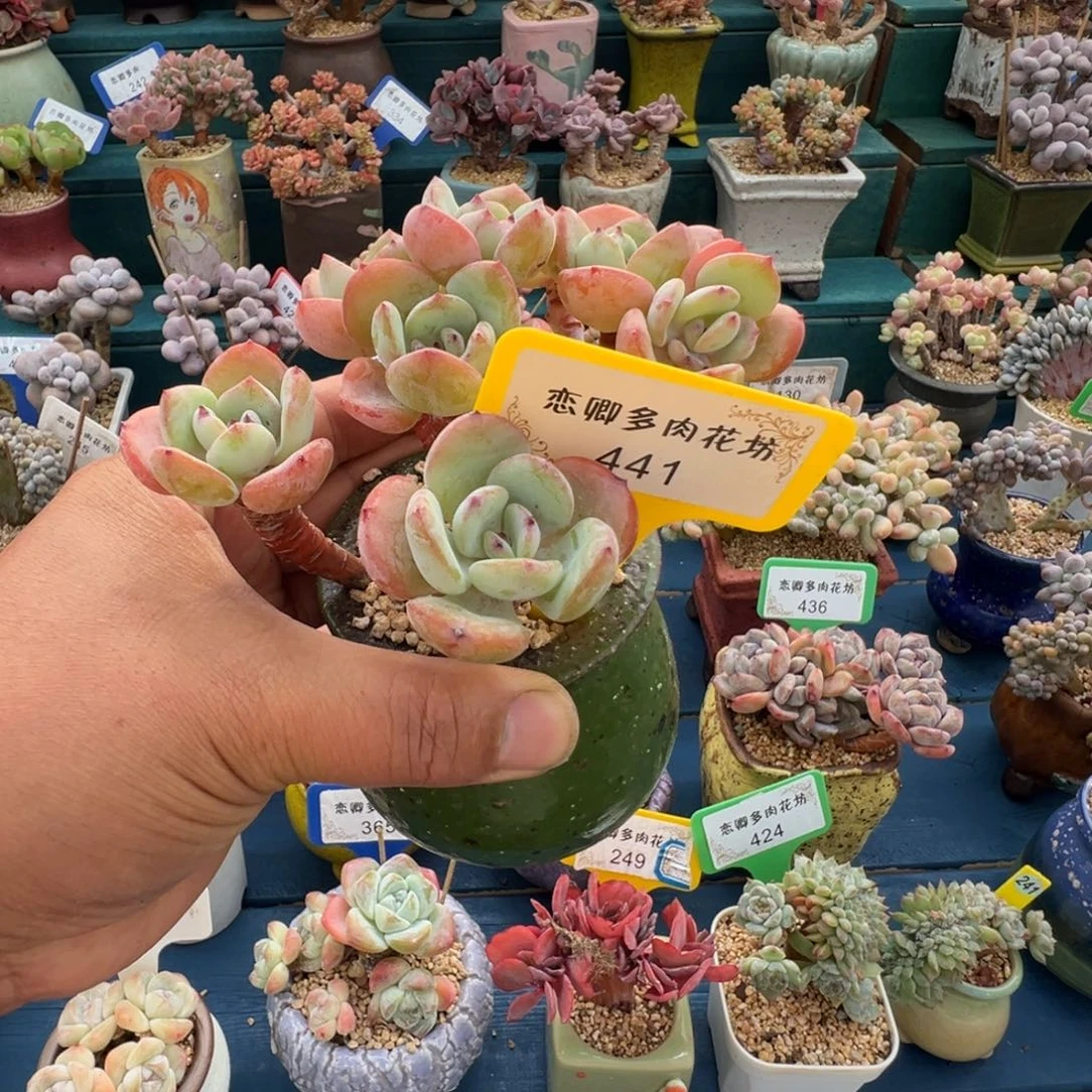 441白月光老桩多头无砍