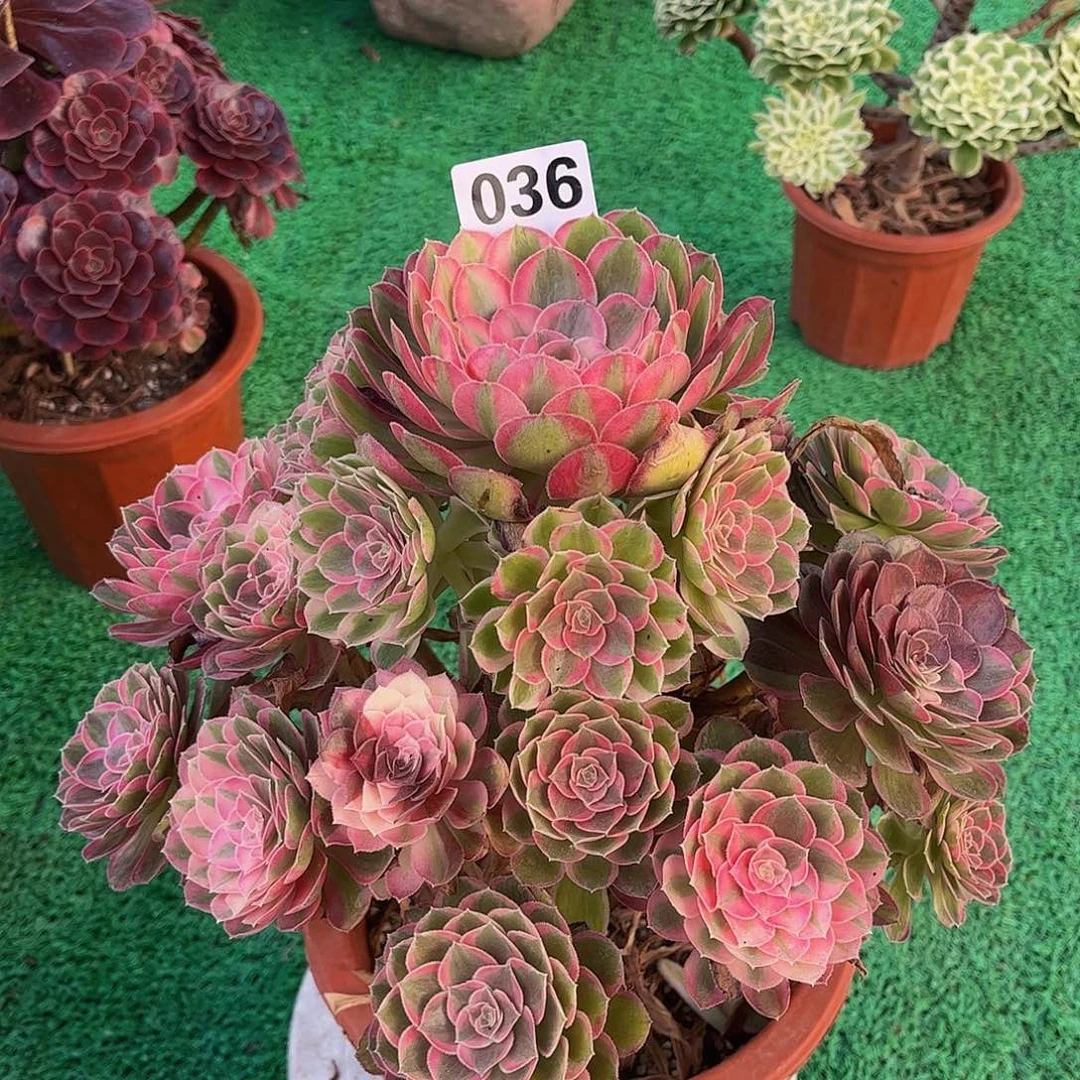 孔雀翎0000000000036