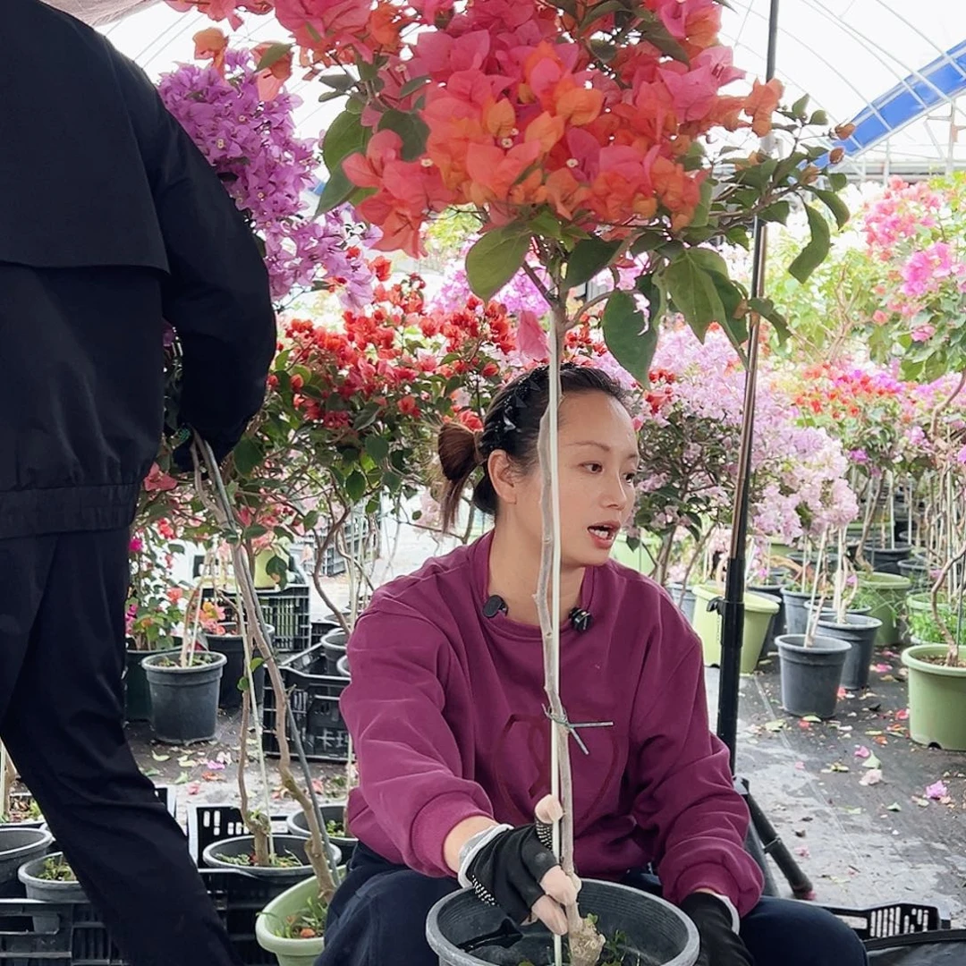 喜***宁大部分花苞少量开放D4波妹