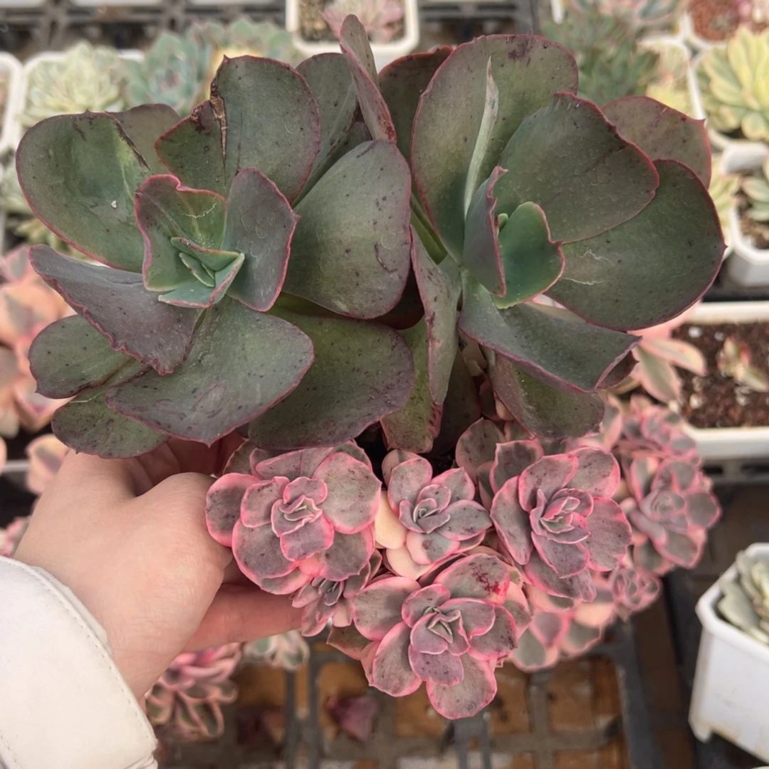 秀妍锦底座，小群生