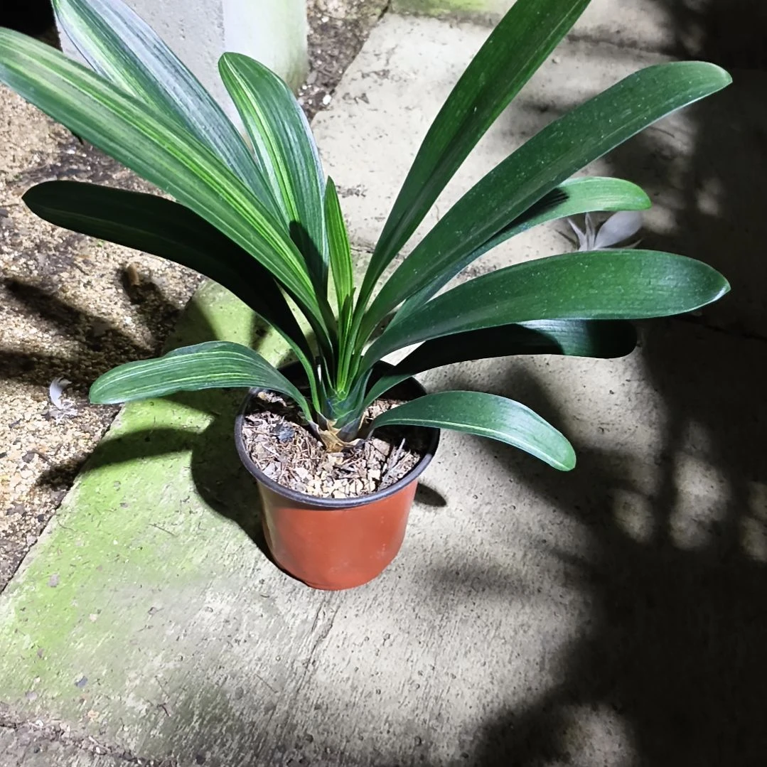 十****当前无花栽培后可以开花盲盒彩苗一颗拍品