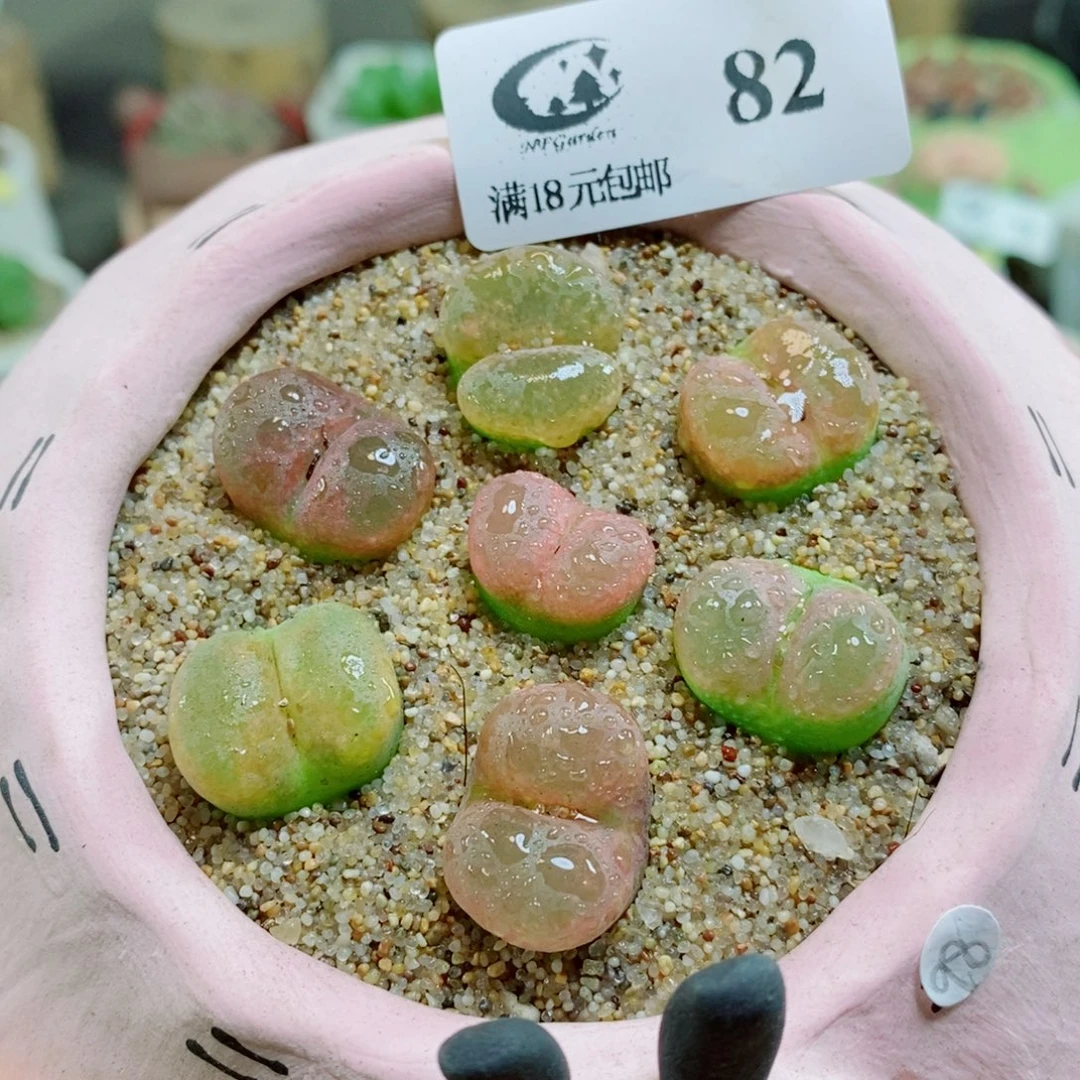a***g生石花花花花花花花花82