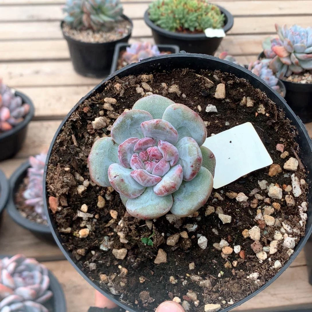 6.5厘米星影石化3819