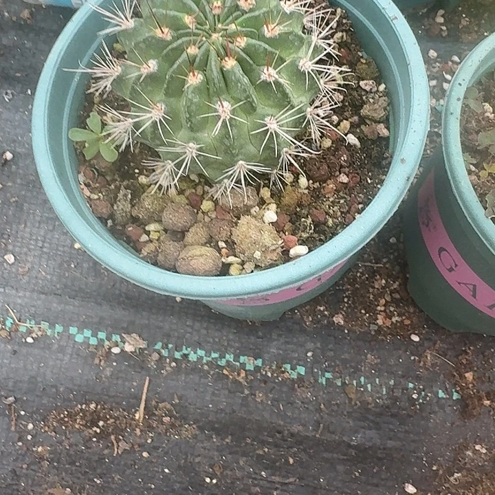 猪***女实生黑侯带盆发货啦啦