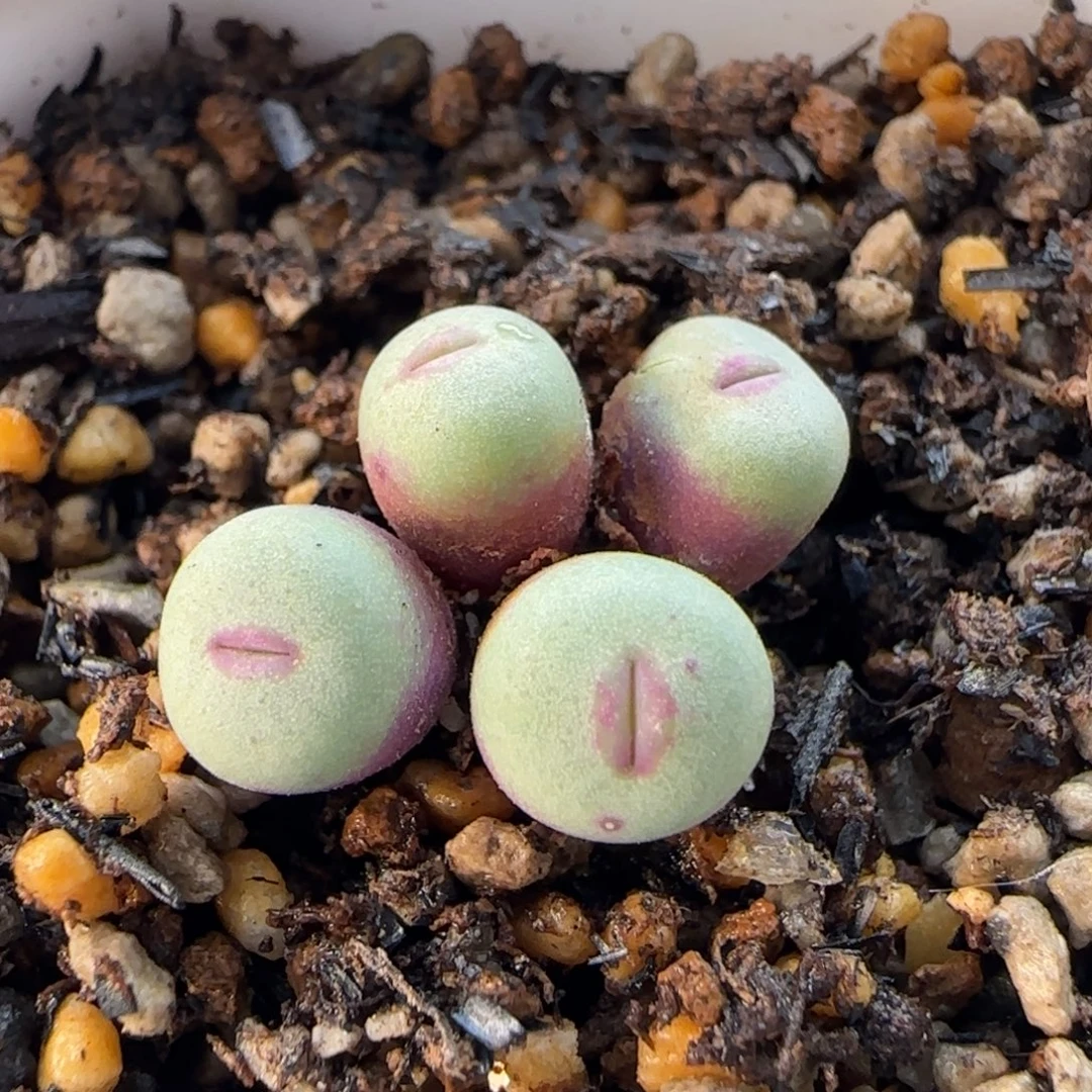 1-4-1-4当天满38包邮小型厚嘟嘟嘴0.7cm有裂脱土