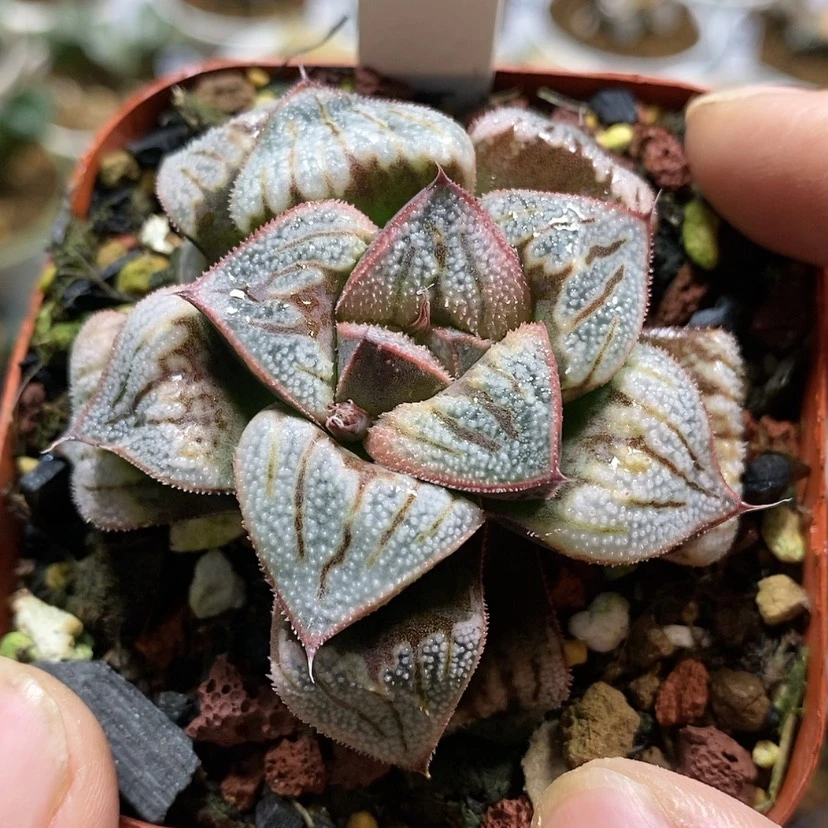 【闪购商品】343白羊