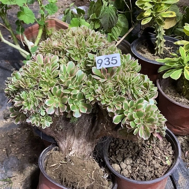 935女神朵朵缀有干伤