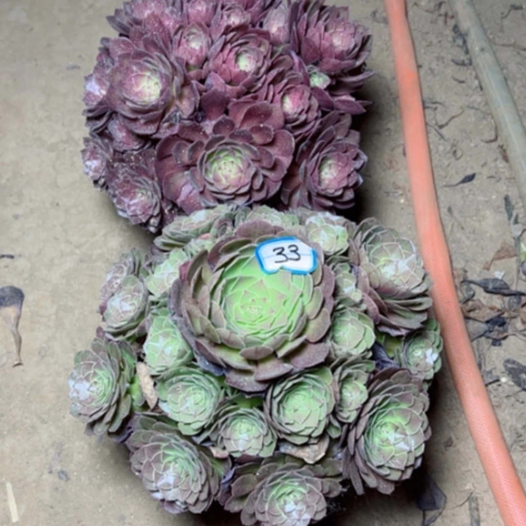 【闪购商品】多肉植物断枝不包33