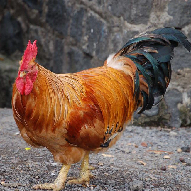 农村散养大公鸡【5-5.5斤】现宰现发 顺丰包邮