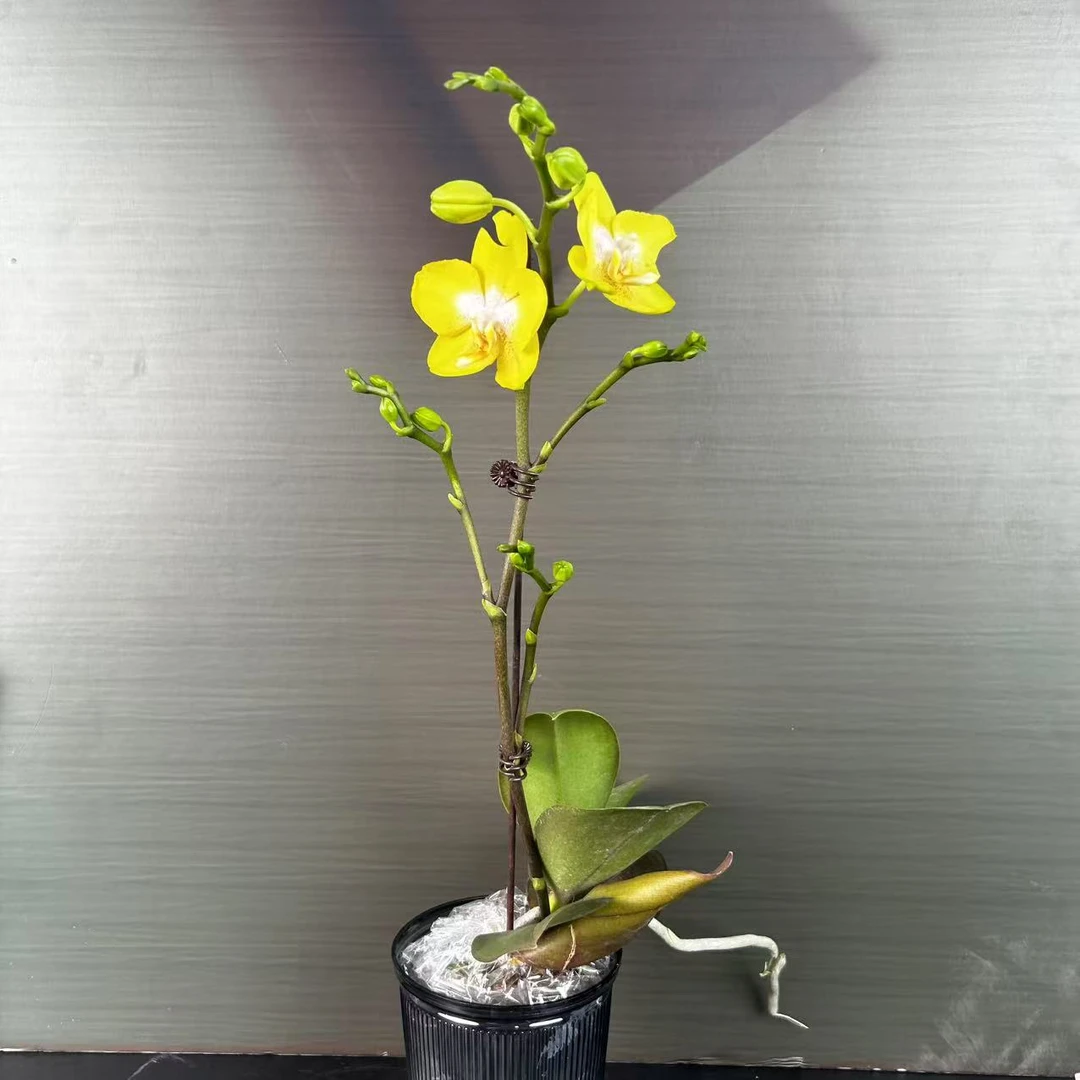 【安祖原杯】两颗（阿雷佐）2.8寸杯单双剑蝴蝶兰盆栽