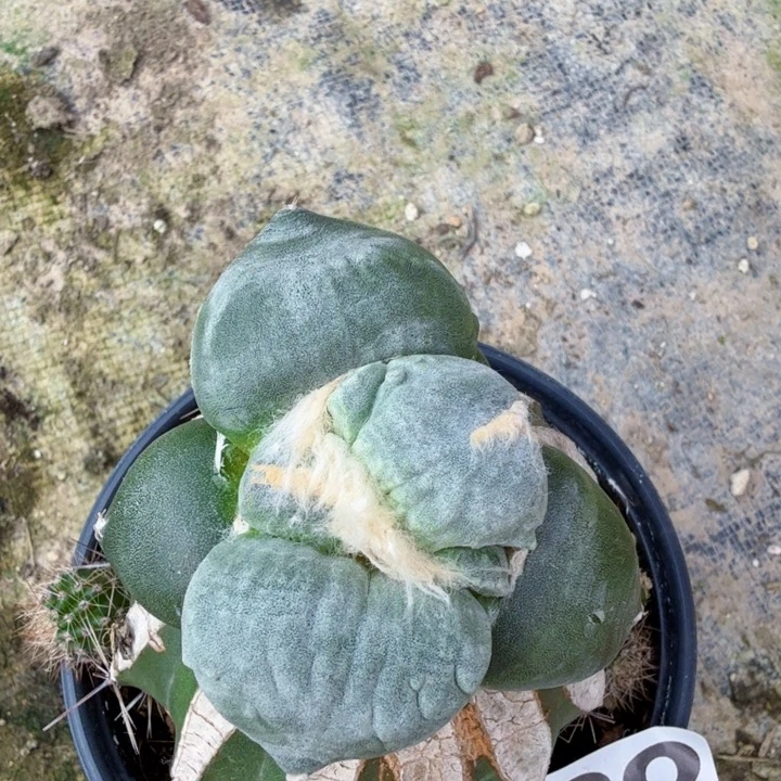 无花朵899白肌大型葵系蛋蛋西一