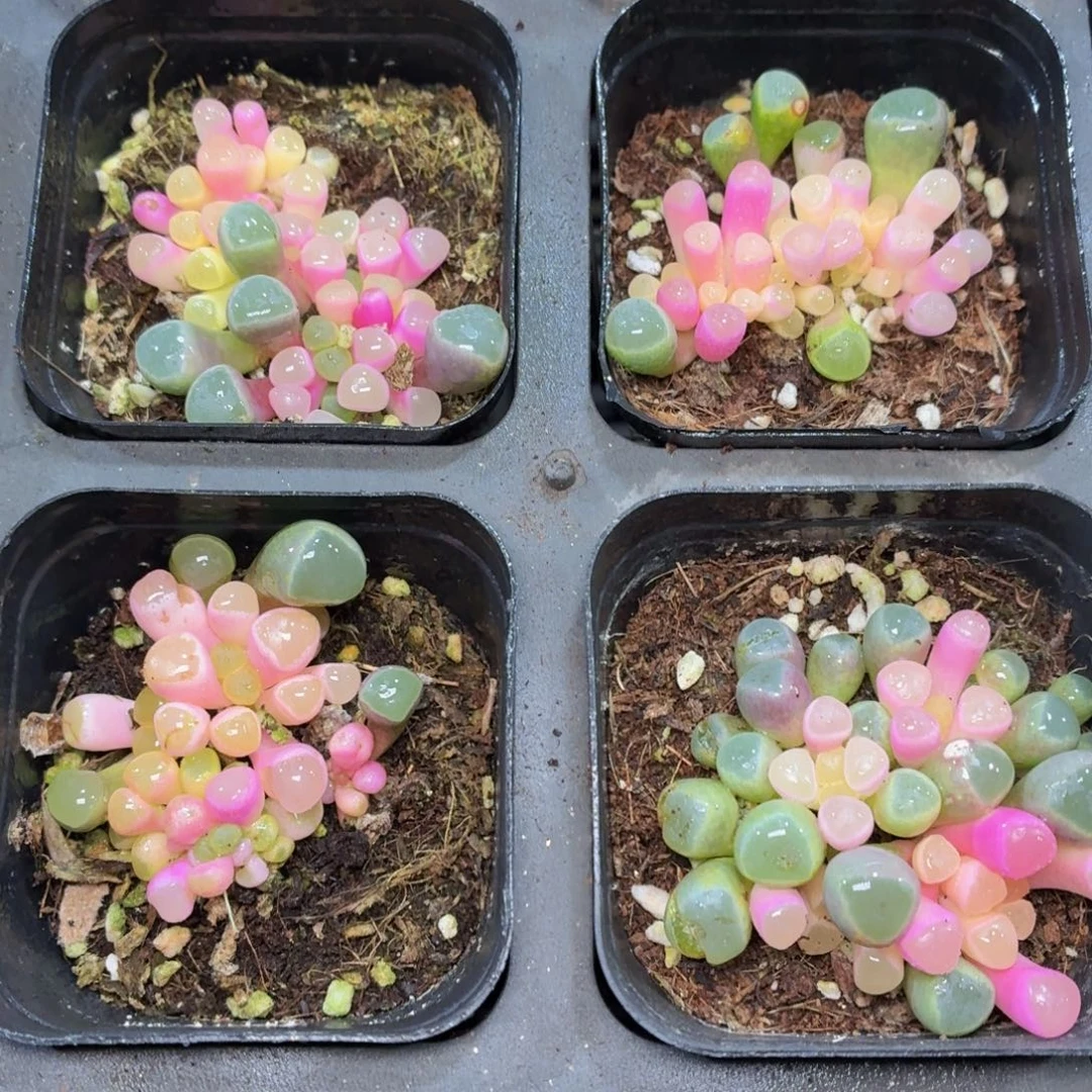 五十灵玉锦多肉9.9包邮发货