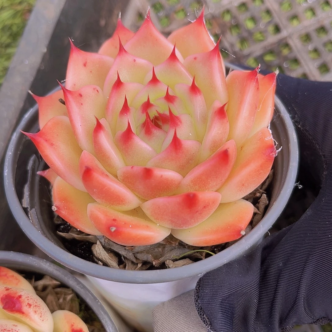 7公分9999999909999999