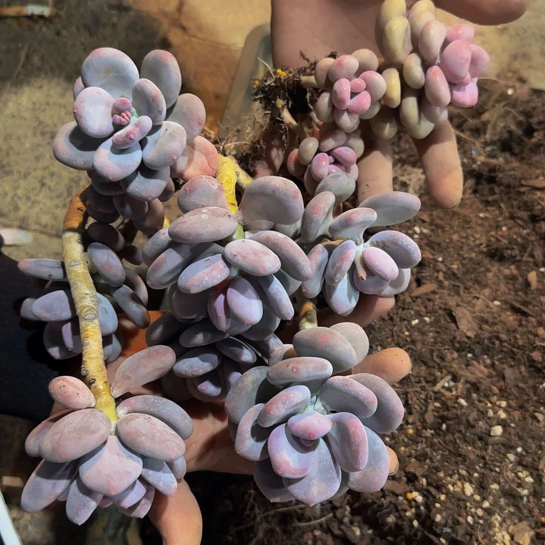 ᦀ****ᧄ大叶奶和桃蛋多肉植物