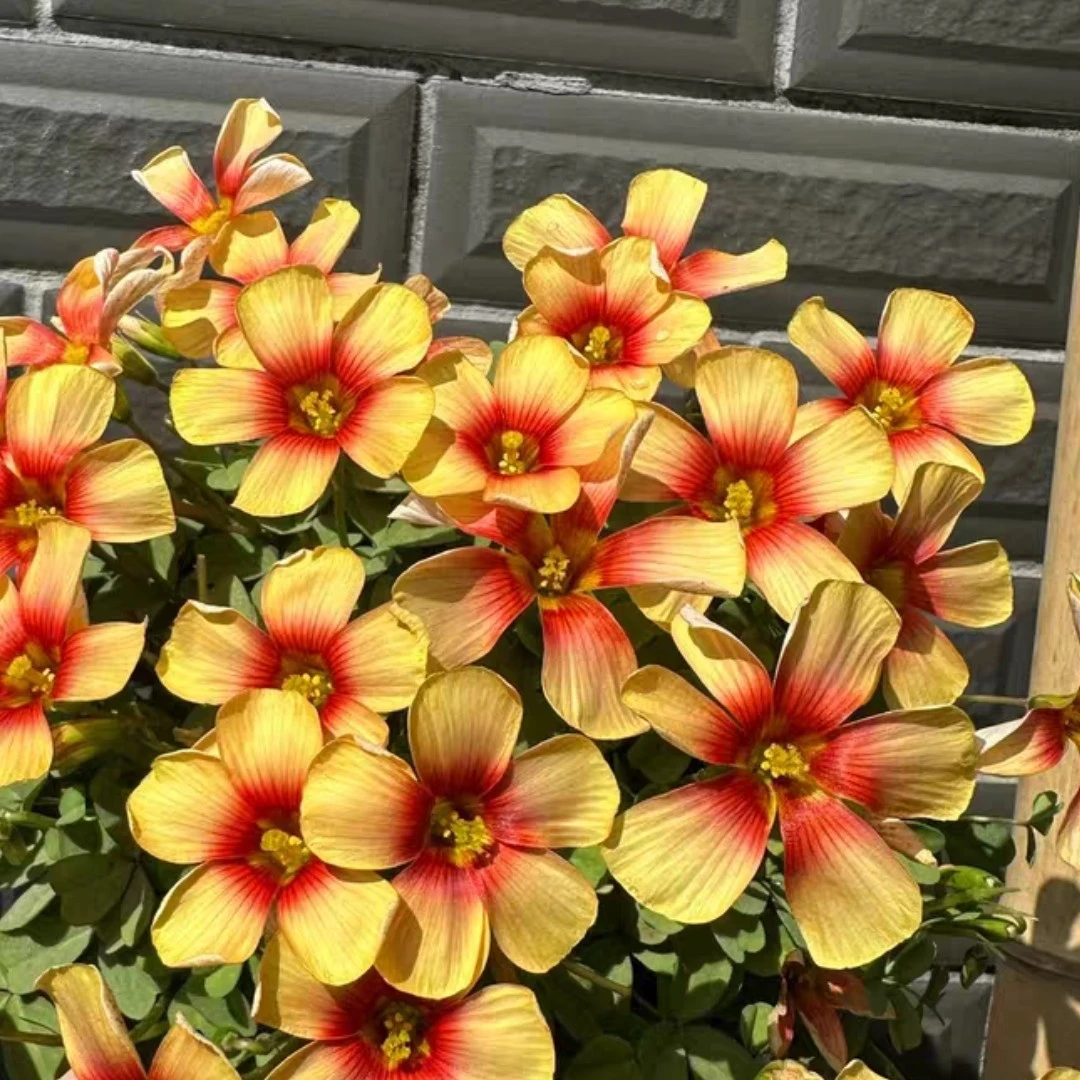 【晚花酢浆草OB种球合集一】晚花酢浆草种球 秋植春花多年生球根