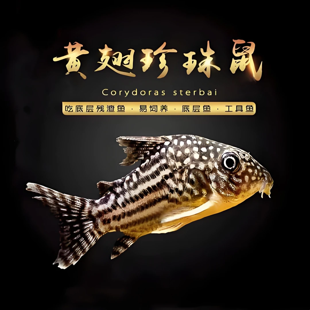 金翅珍珠鼠底层鱼易饲养吃残渣小型热带钻石观赏鱼