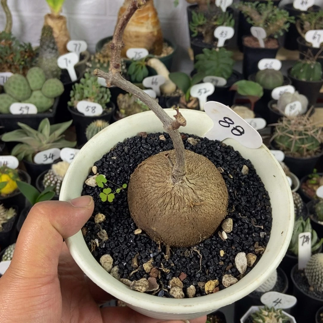 紫背罗魔一物一拍
