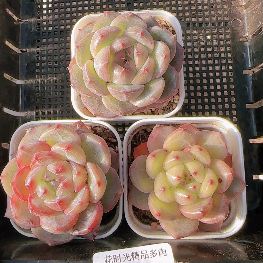 花时光精品多肉07