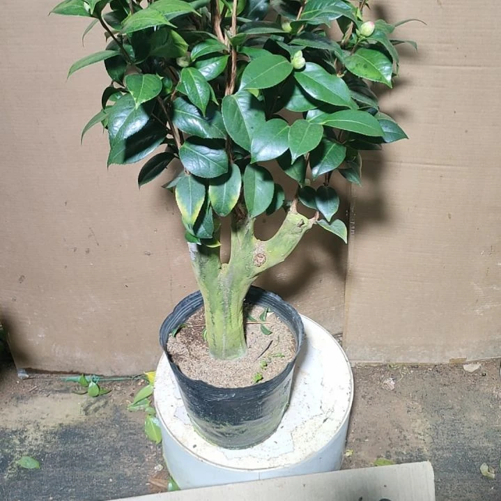 838三品，原盆原土发货，不包邮