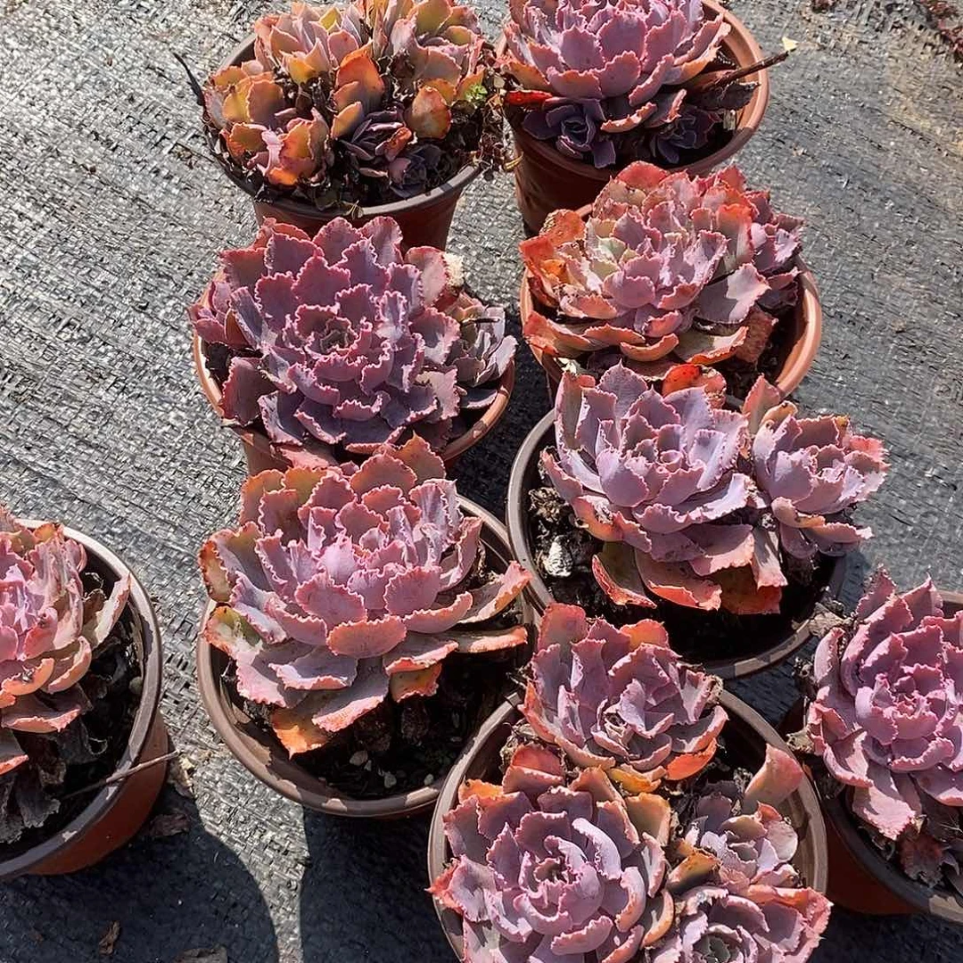 晚霞紫舞3盆多肉植物