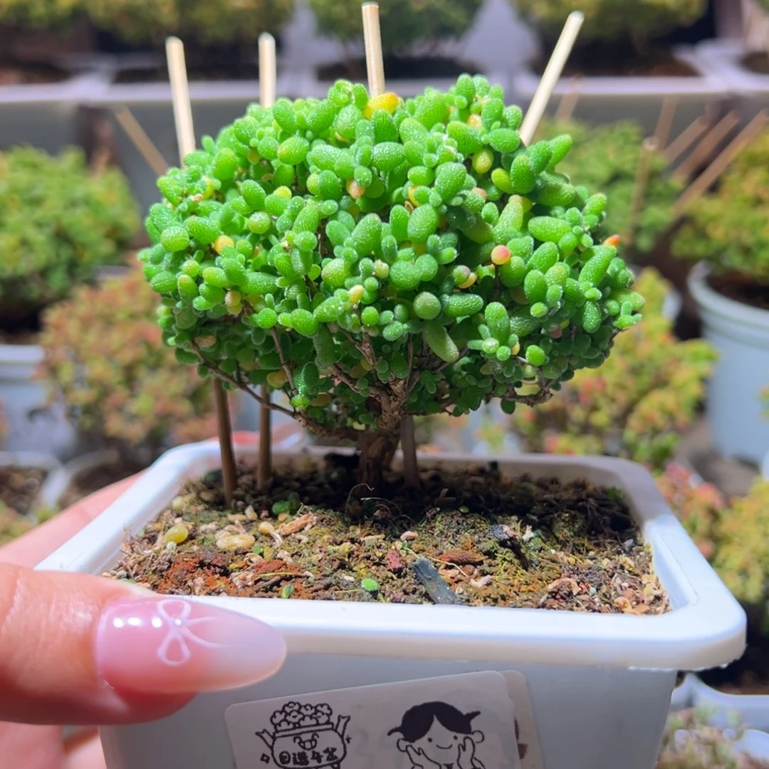 471蜜橘一物一拍带盆土发货