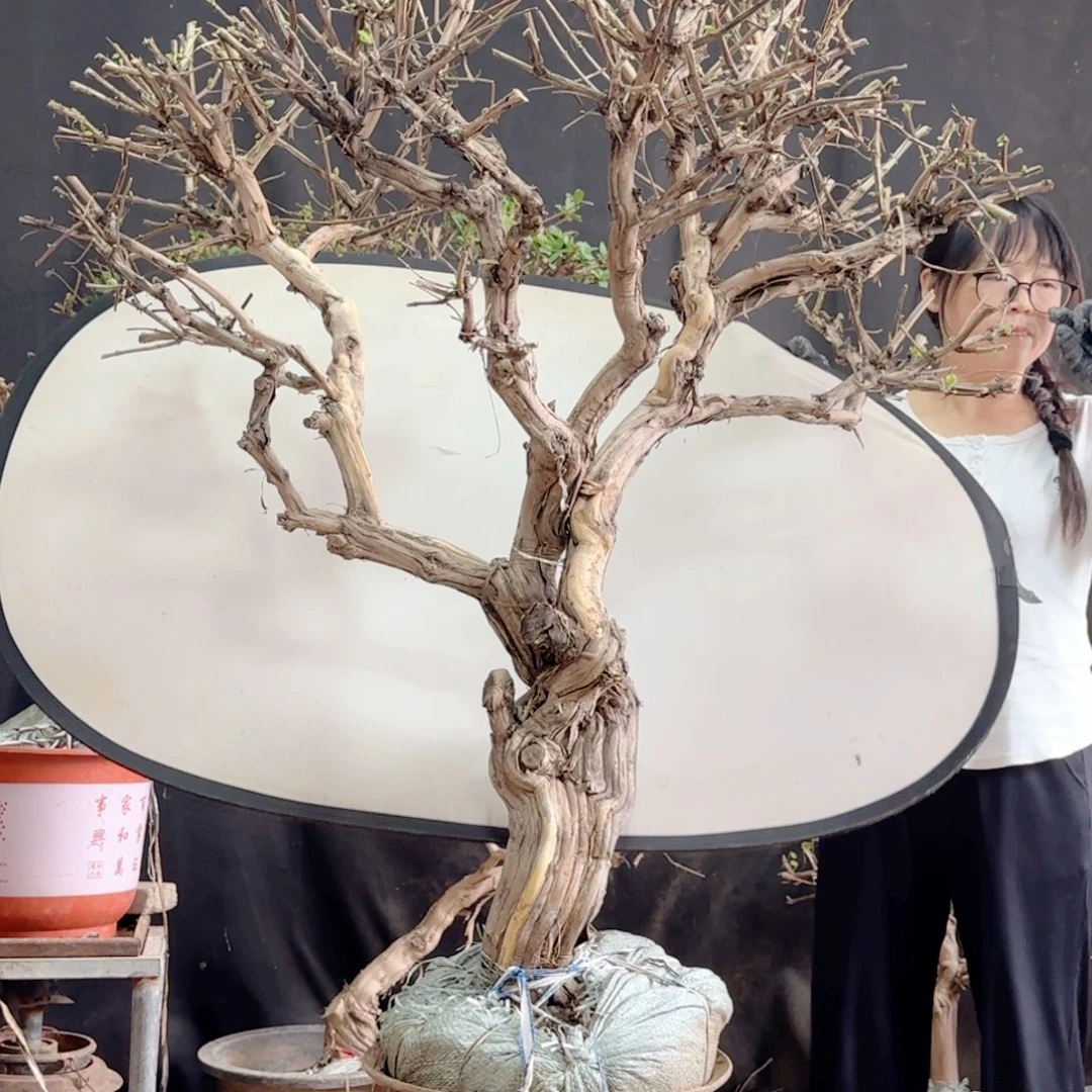 宇***函金银花金银花金银花