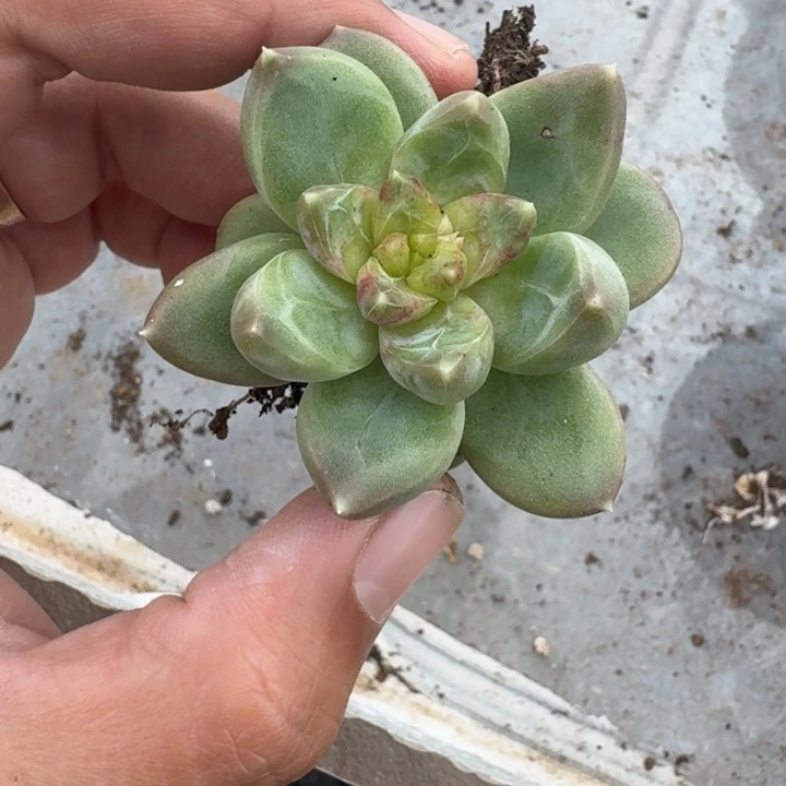 青篱 美人 单头 一物一拍