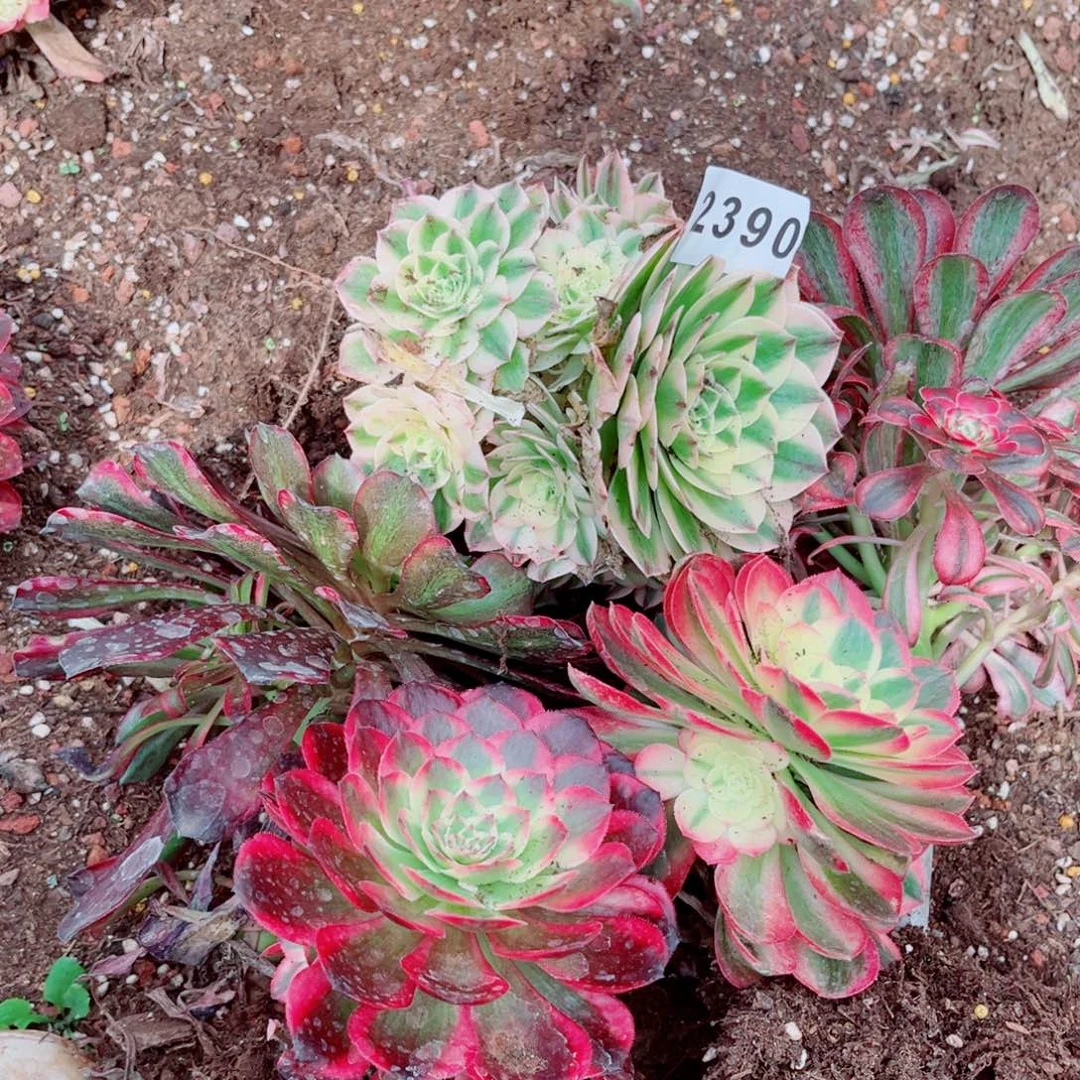 一堆多肉发货不售后