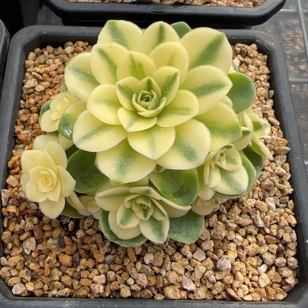 从前慢花园精选多肉猫眼玫瑰锦