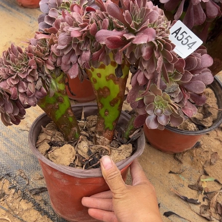 欧缀多肉植物554.