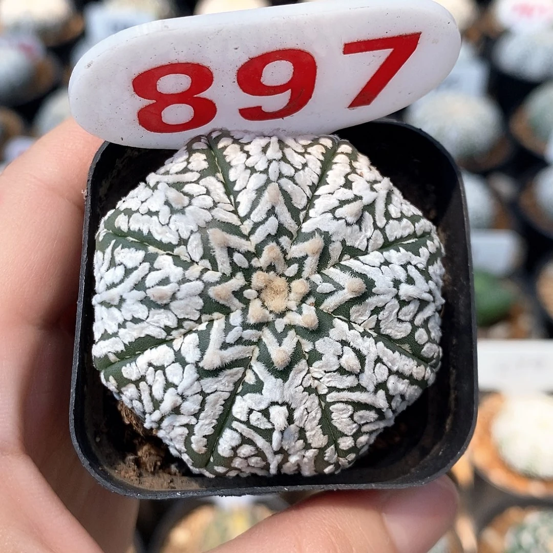 897海星v兜系列的小