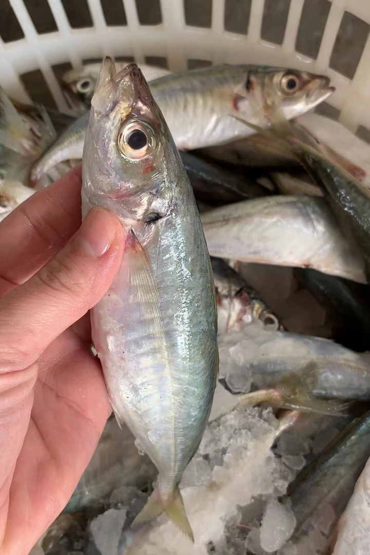 广东新鲜海鲜巴浪鱼【1斤5-7条】