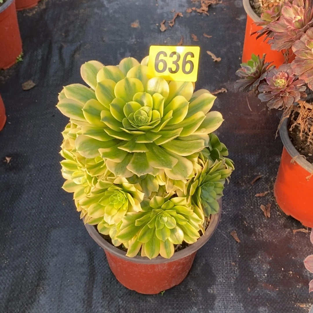 金丝翡翠多肉法师636