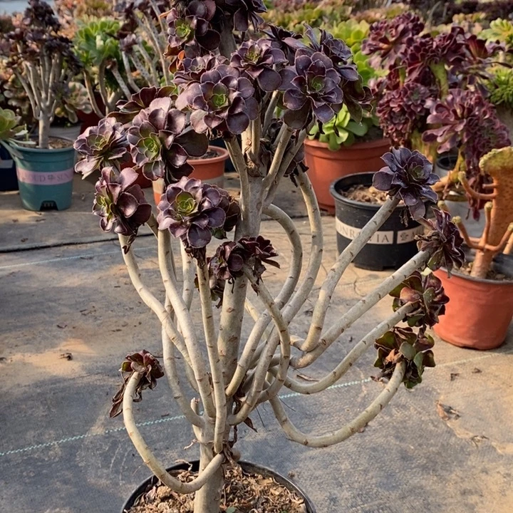 黑法多肉植物27。