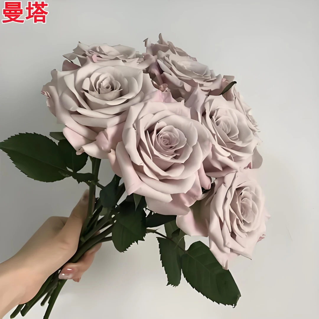 曼塔月季花苗大花浓香开花冷色系玫瑰四季可盆栽花卉玫瑰植物庭院
