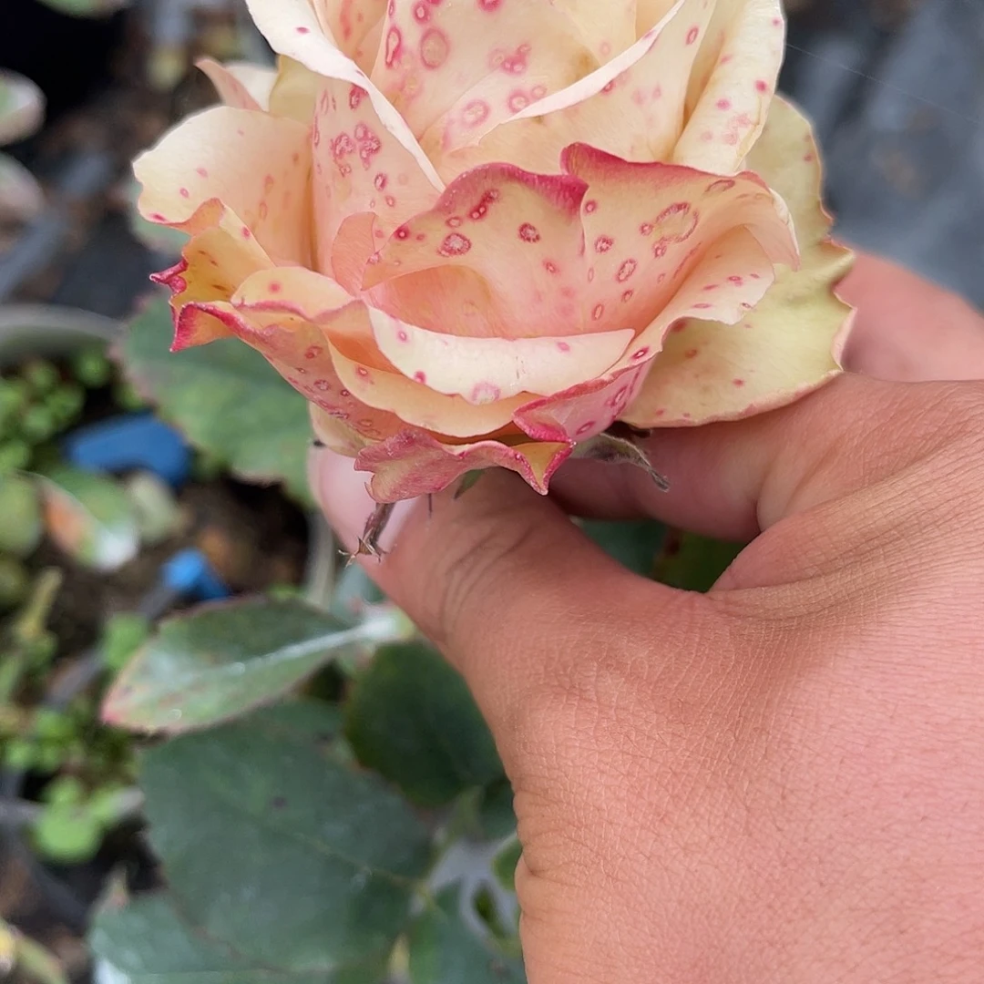 无花朵——-考拉 福利款