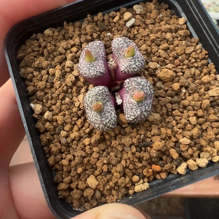 27-03肉锥多肉植物