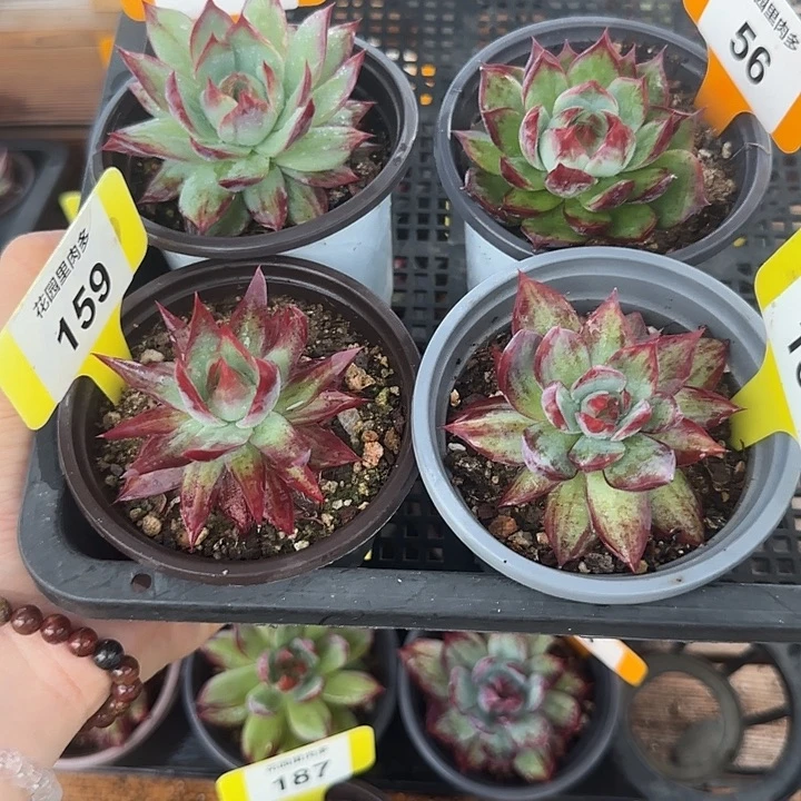 吃***子56、64、159、152 惊鸿仙子多肉植物