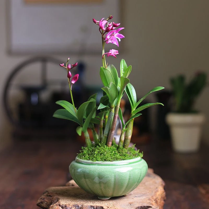 香水石斛兰花盆栽办公室室内绿植小巧开花洋兰花卉花卉室内绿植