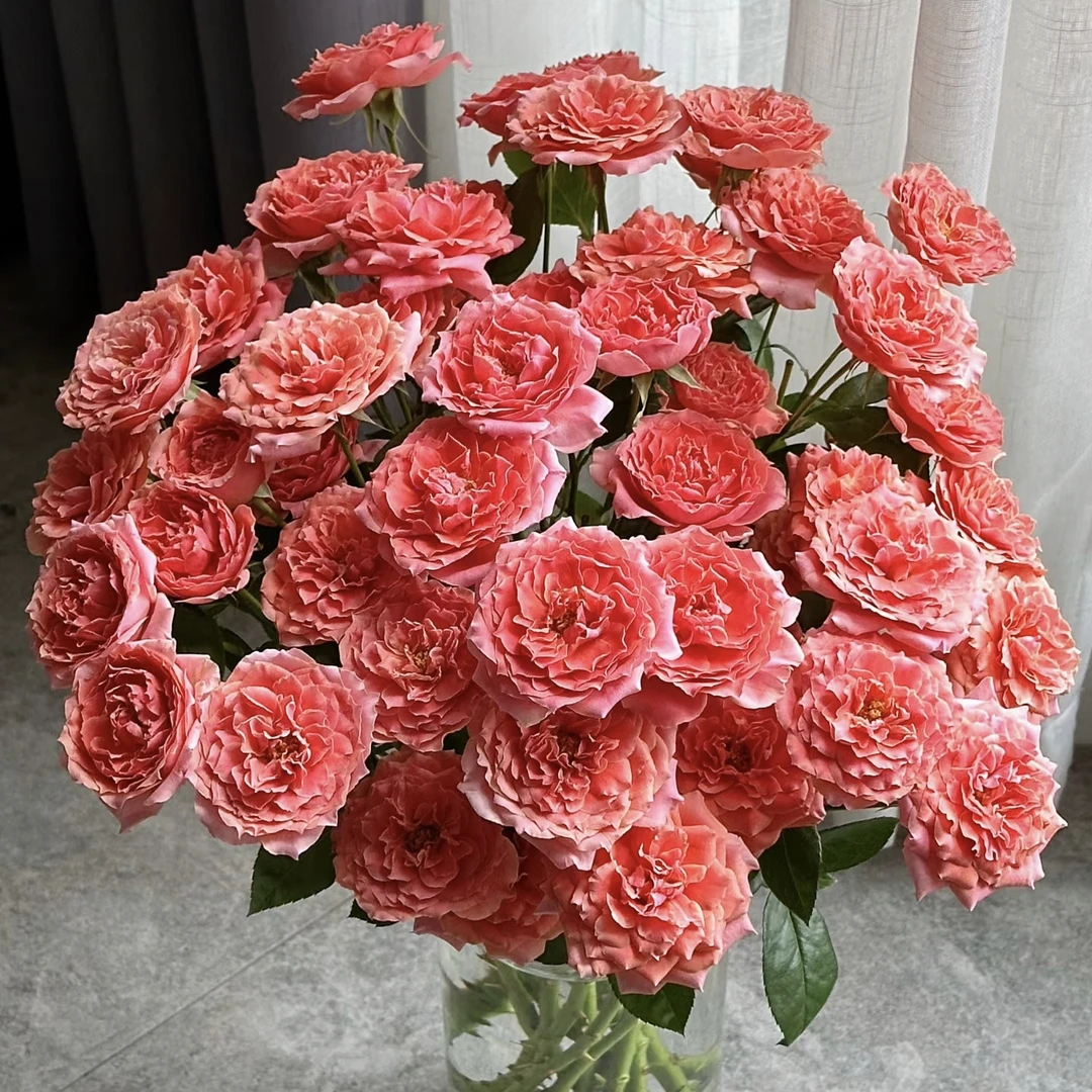 【粉色拉拉队多头玫瑰】 【叁叁】收到先醒花~云南鲜花批发基地直发