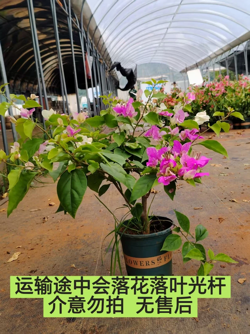 【漳红英——兴英】介意落花落叶  落秃 轻微折枝的勿拍  无售后