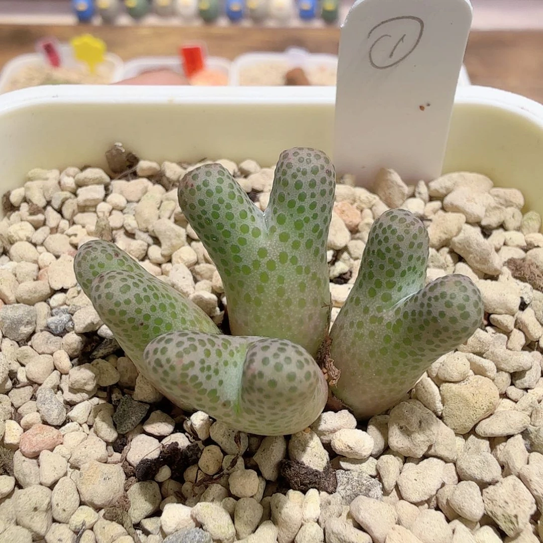 斑马 7-14-L11