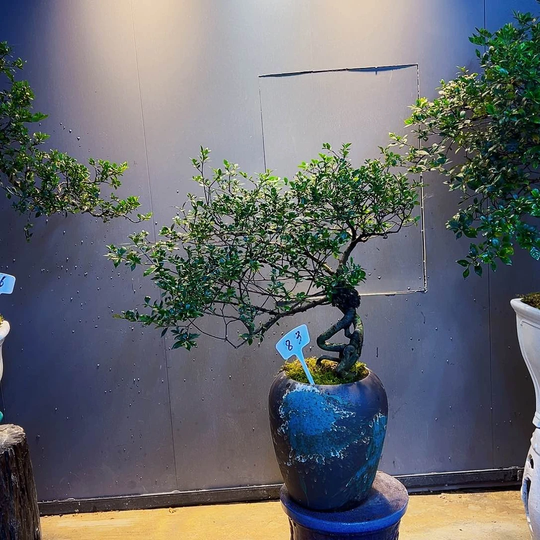 @***i海岛榄叶栀子花