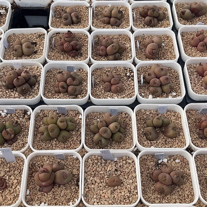 小桃红。吕氏经典款之一