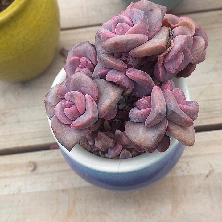 胭脂精品多肉彩虹糖019