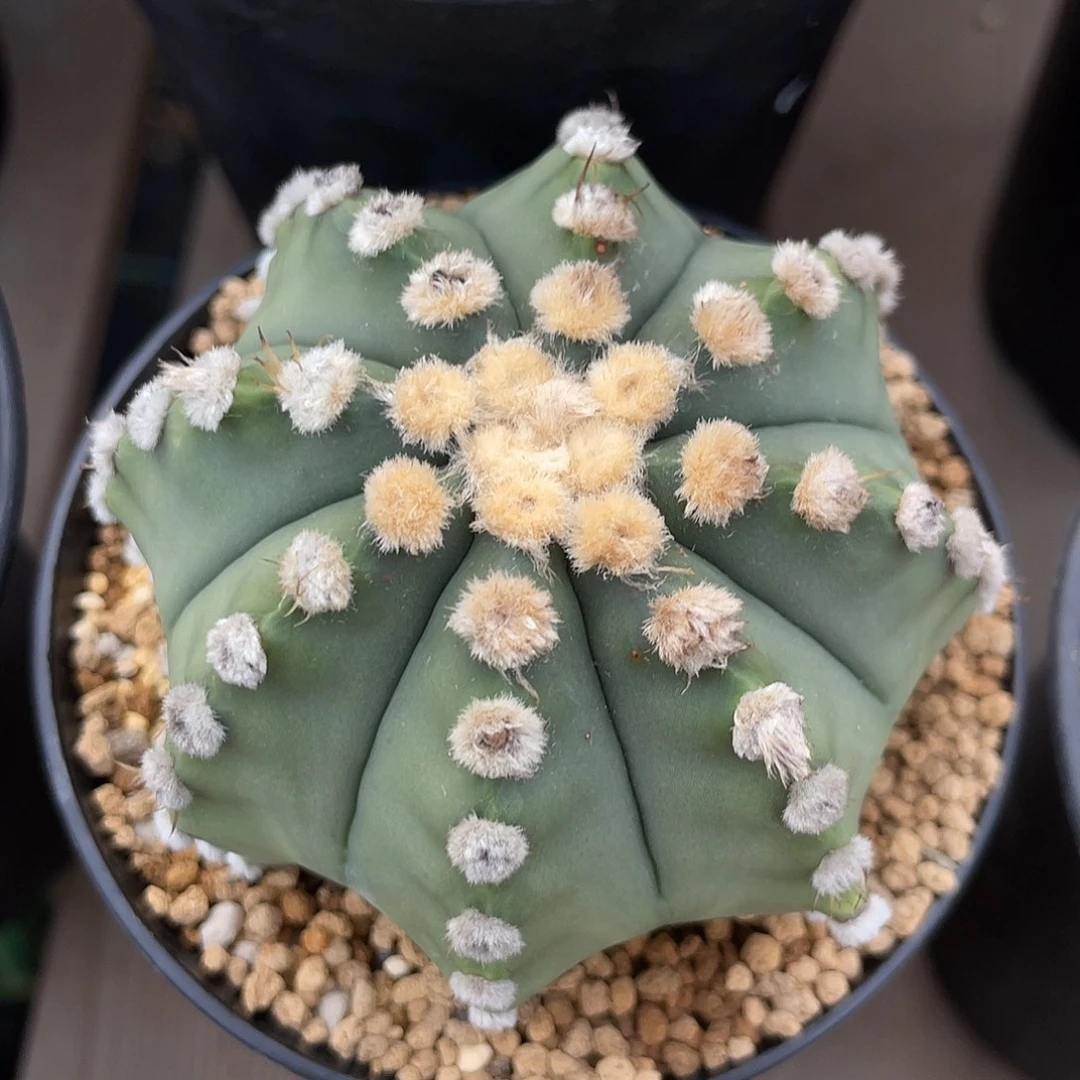 仙人球星球属大you 高绒琉璃兜7.4厘米