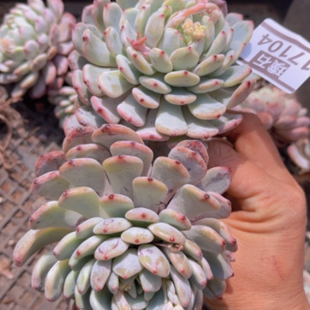 【闪购商品】雪爪17104